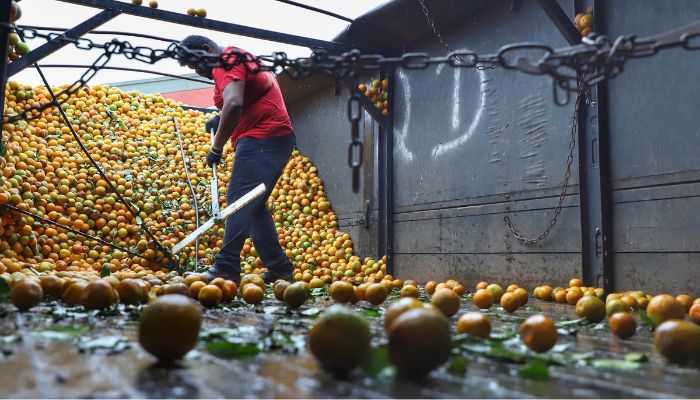  Exportações de frutas do Paraná crescem 33% e chegam a US$ 14 milhões em 2024